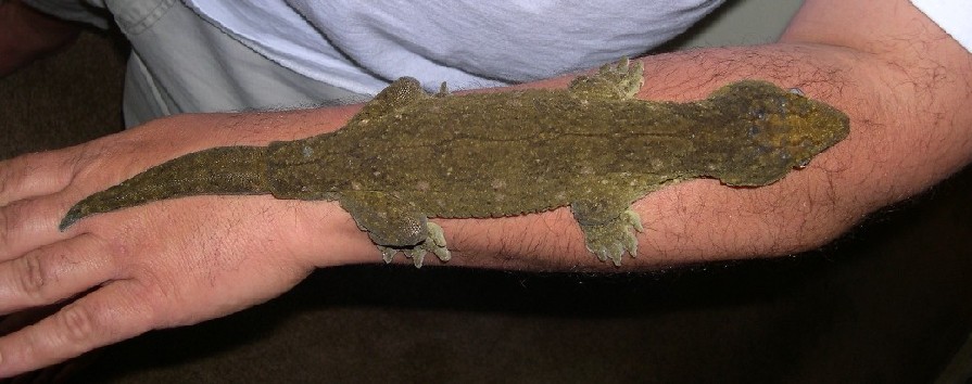 Rhacodactylus leachianus leachianus