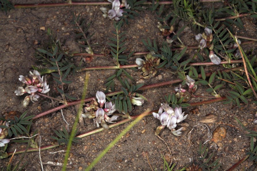Astragalus lentiginosus var. salinus
