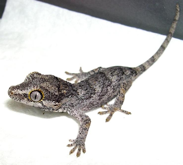 Rhacodactylus auriculatus