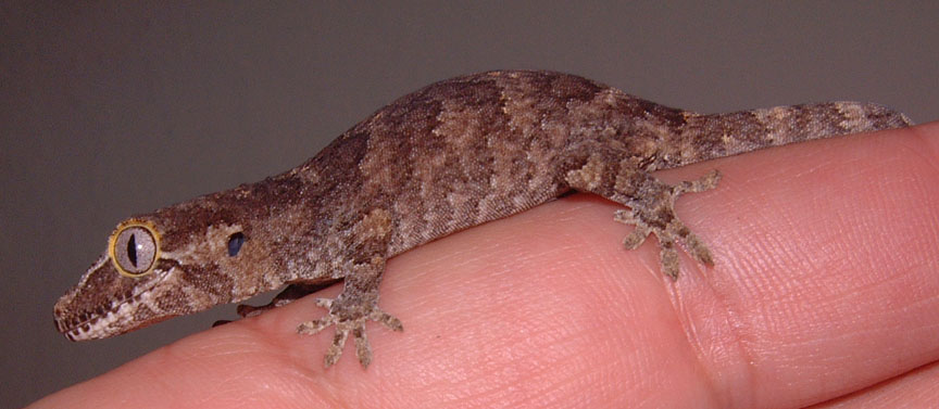 Rhacodactylus auriculatus