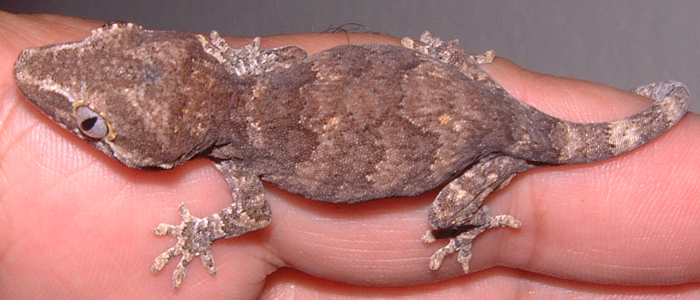 Rhacodactylus auriculatus