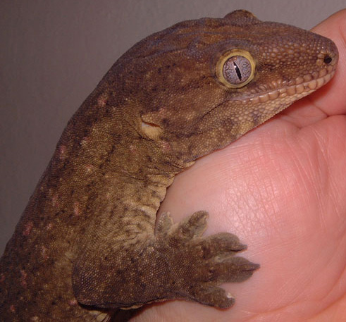 Rhacodactylus leachianus leachianus