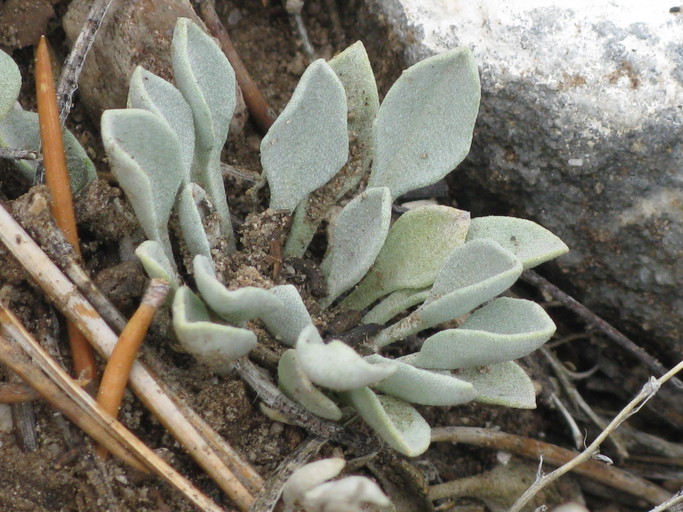 Physaria kingii