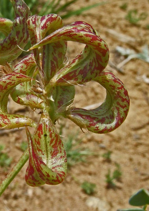 Astragalus iodanthus