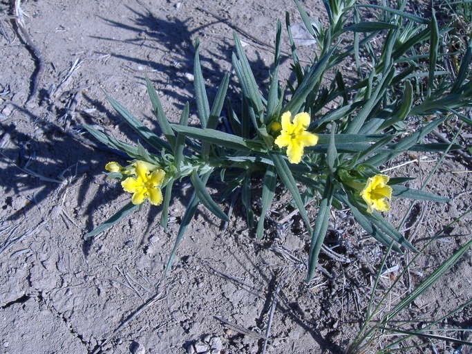 Lithospermum incisum Lithospermum incisum