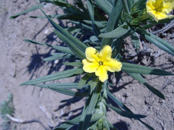 Lithospermum incisum Lithospermum incisum