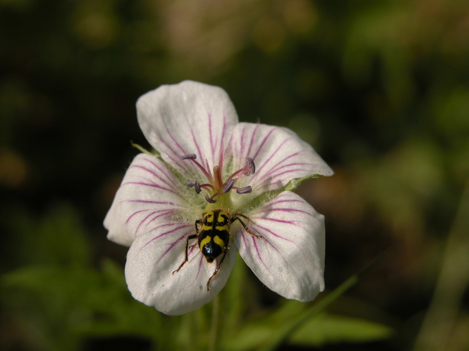 Geranium richardsonii Geranium richardsonii