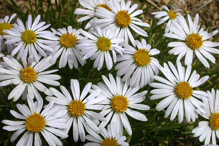 Erigeron elegantulus Erigeron elegantulus