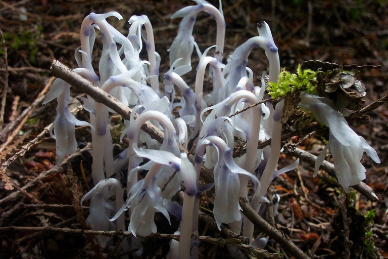 Hypopitys uniflora