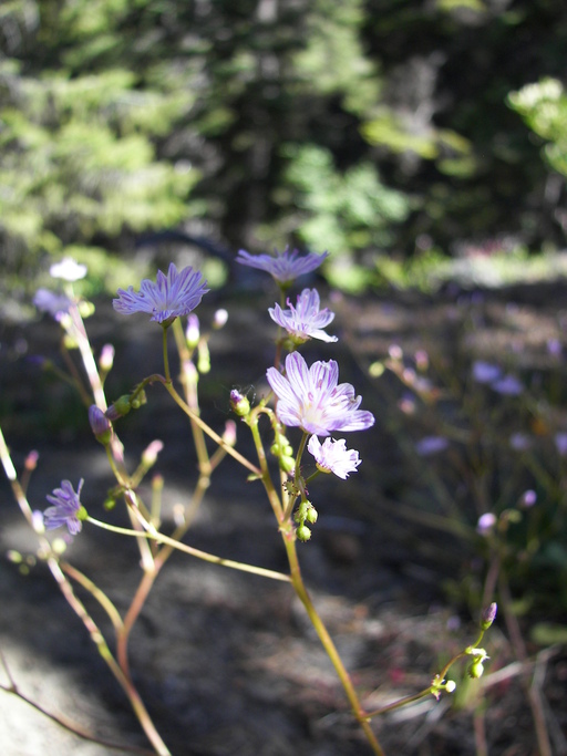 Lewisia columbiana