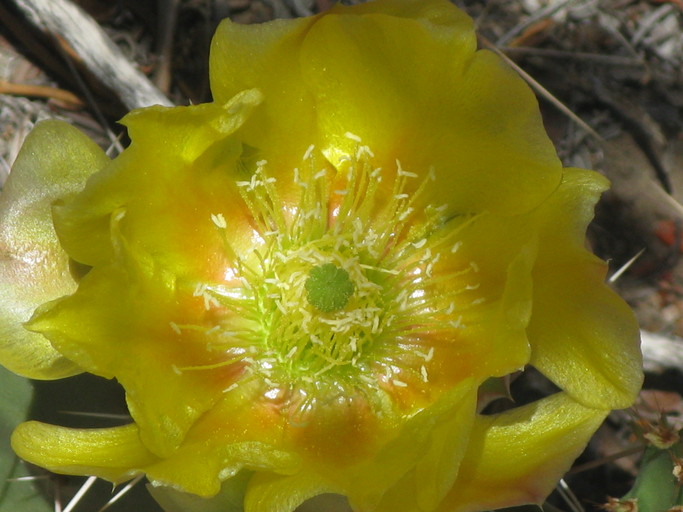 Opuntia phaeacantha