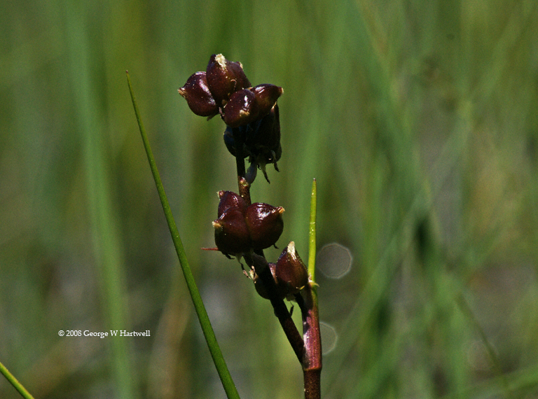 Scheuchzeria palustris Scheuchzeria palustris