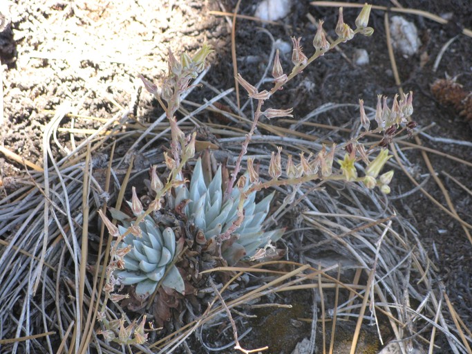 Dudleya abramsii ssp. affinis Dudleya abramsii ssp. affinis