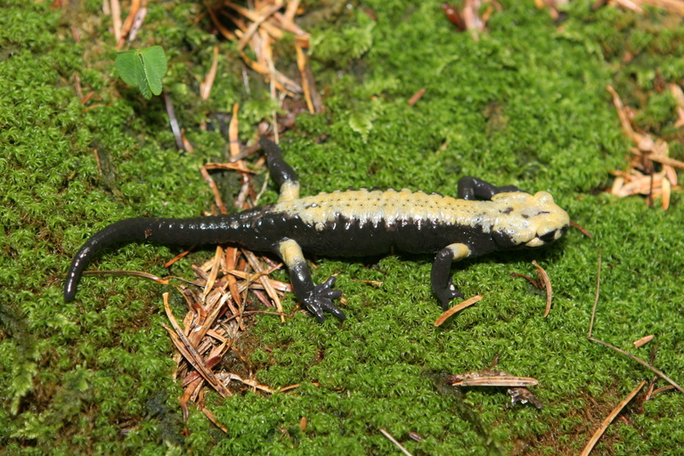 Salamandra atra aurorae Salamandra atra aurorae