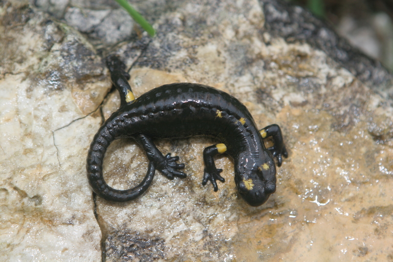 Salamandra atra pasubiensis
