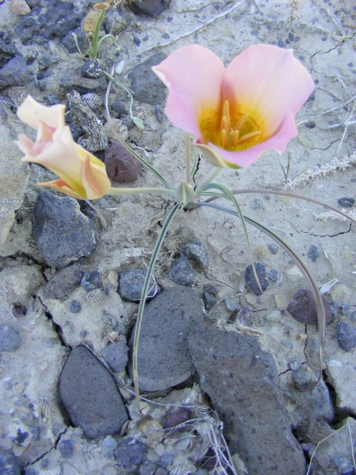 Calochortus nuttallii Calochortus nuttallii