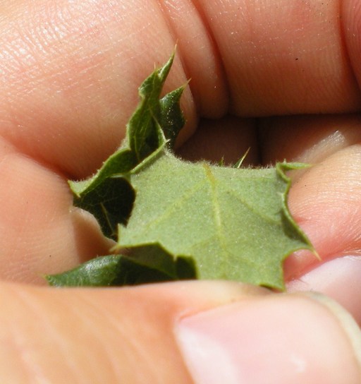 Quercus dumosa Quercus dumosa