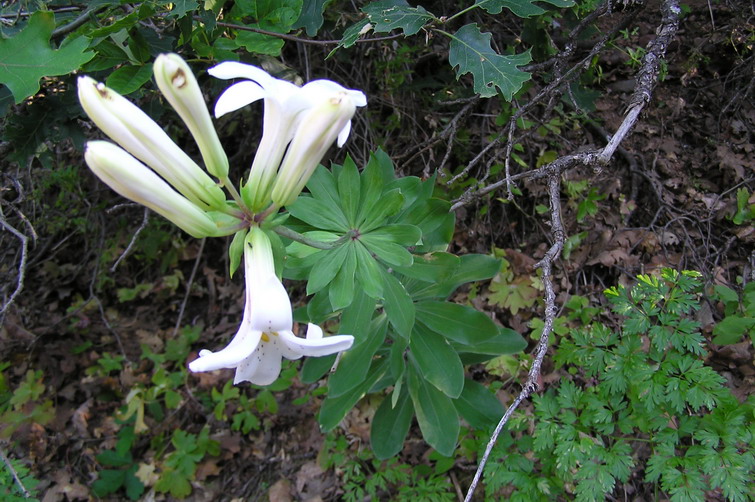 Lilium washingtonianum ssp. purpurascens