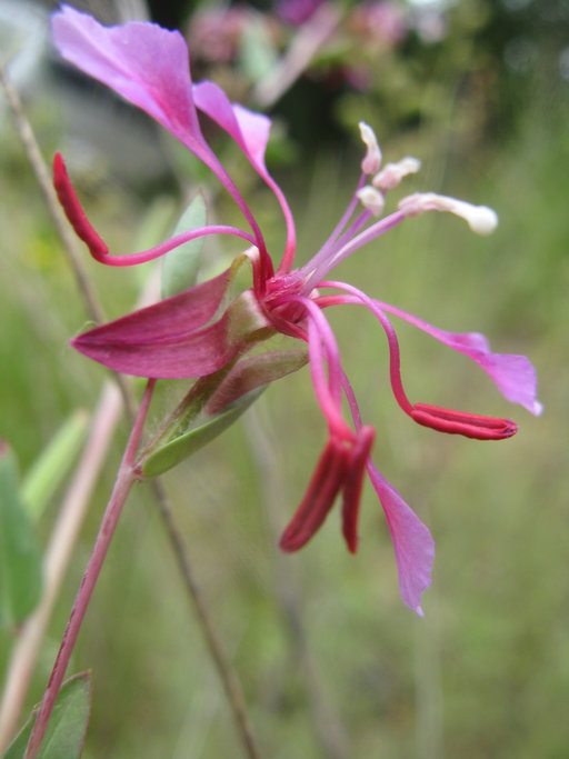 Clarkia unguiculata Clarkia unguiculata