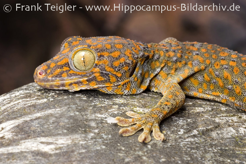 Gekko gecko | The Reptile Database