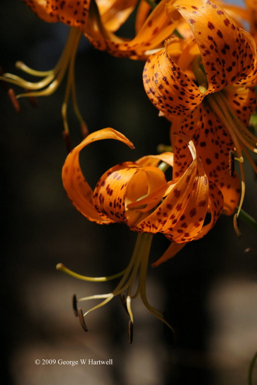 Lilium humboldtii Lilium humboldtii