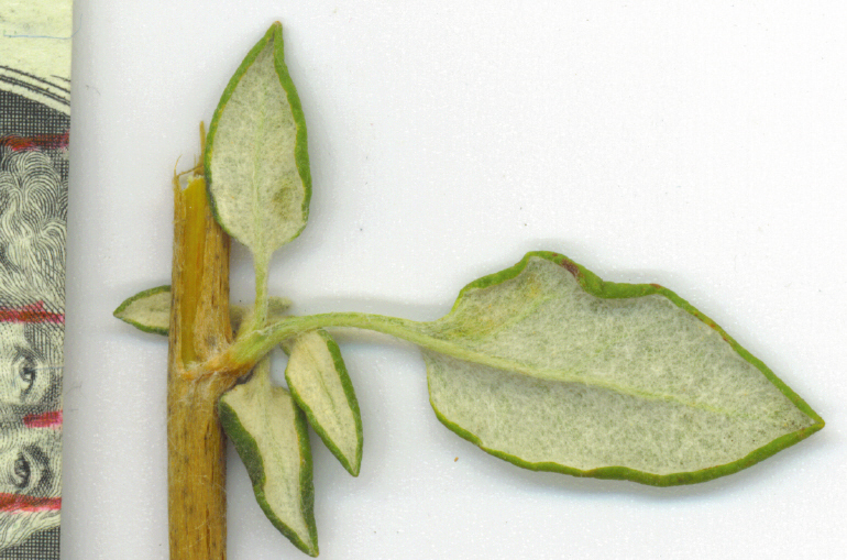 Eriogonum parvifolium Eriogonum parvifolium