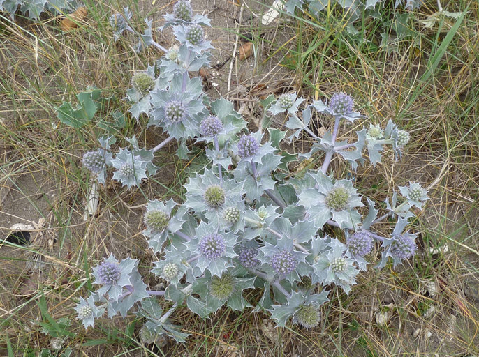 Eryngium maritimum Eryngium maritimum