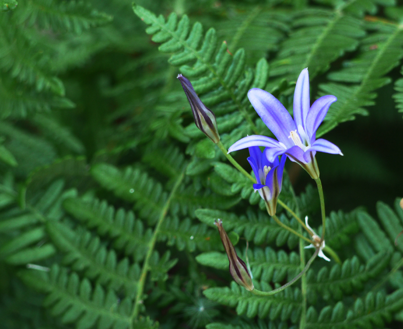 Brodiaea elegans Brodiaea elegans