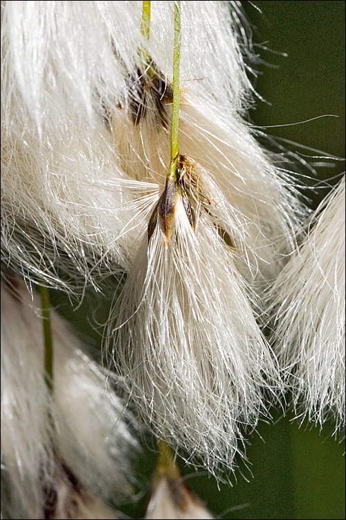Eriophorum angustifolium