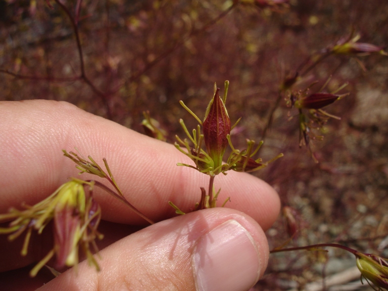 Cordylanthus tenuis ssp. capillaris