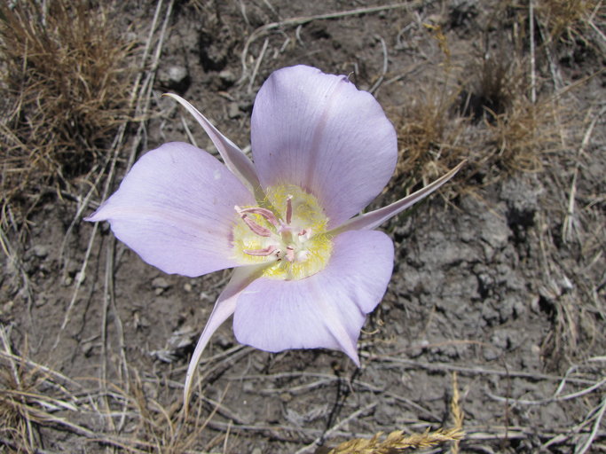 Calochortus macrocarpus Calochortus macrocarpus