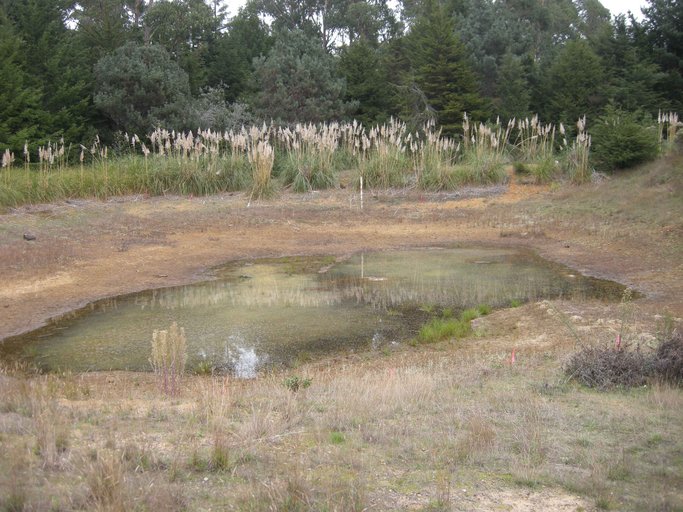 Northern Red-legged Frog breeding pond