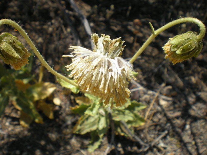 Geraea viscida Geraea viscida