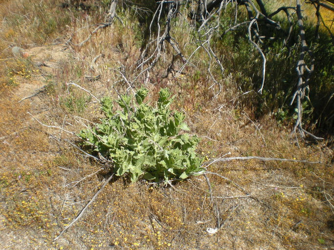 Geraea viscida Geraea viscida