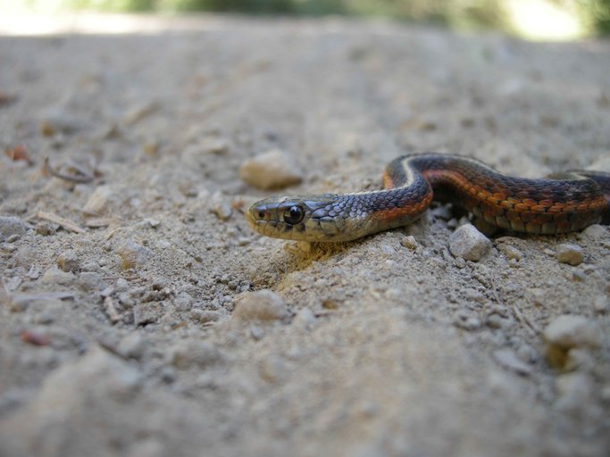 Thamnophis elegans terrestris Thamnophis elegans terrestris