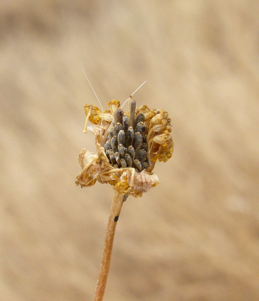 Lasthenia glabrata ssp. coulteri