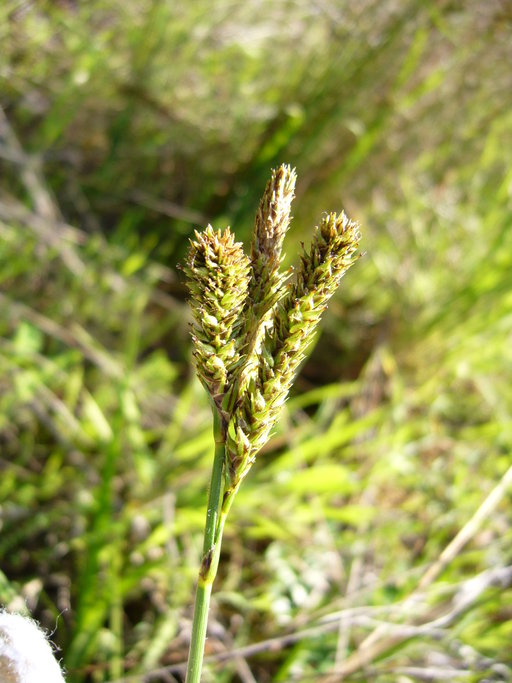 Carex gynodynama