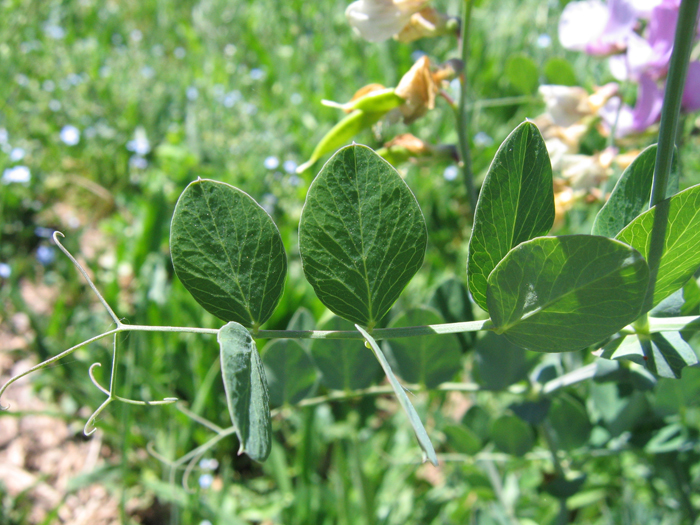 Lathyrus pauciflorus var. utahensis Lathyrus pauciflorus var. utahensis