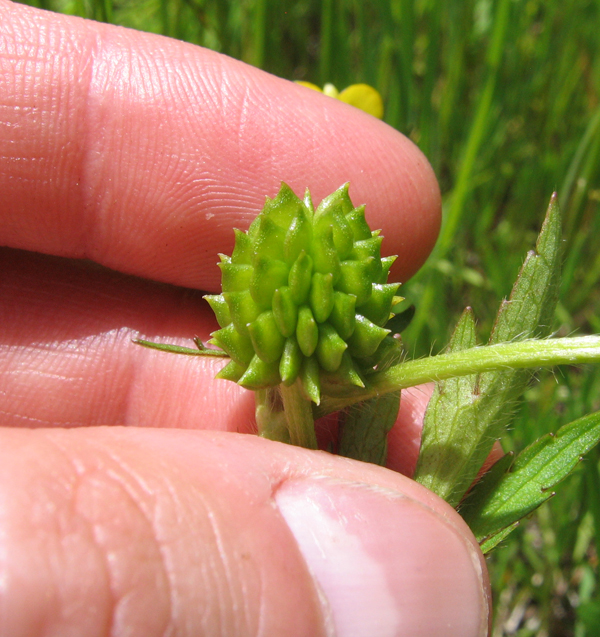 Ranunculus macounii