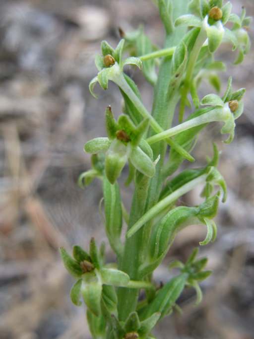 Piperia elongata Piperia elongata