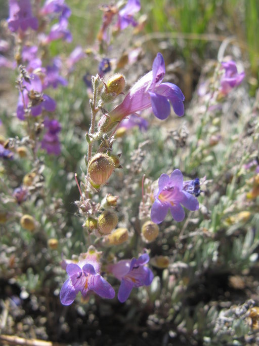 Penstemon californicus