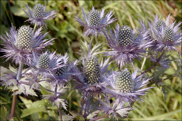 Eryngium alpinum