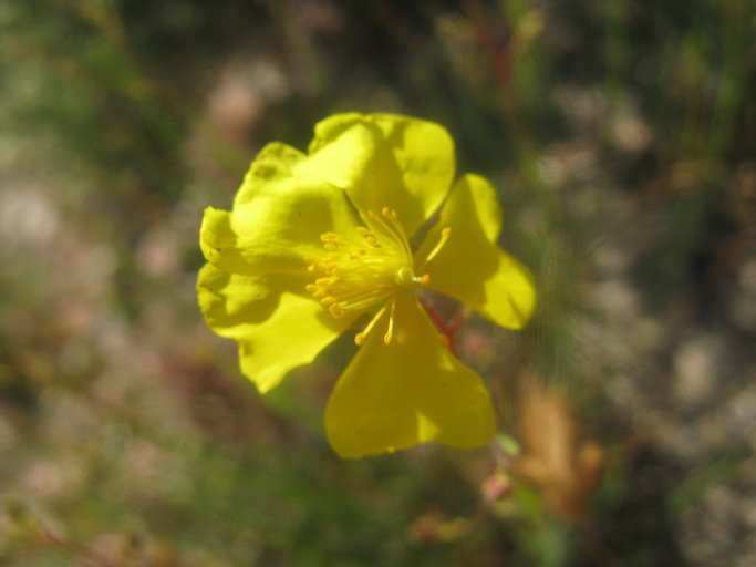 Crocanthemum scoparium Crocanthemum scoparium