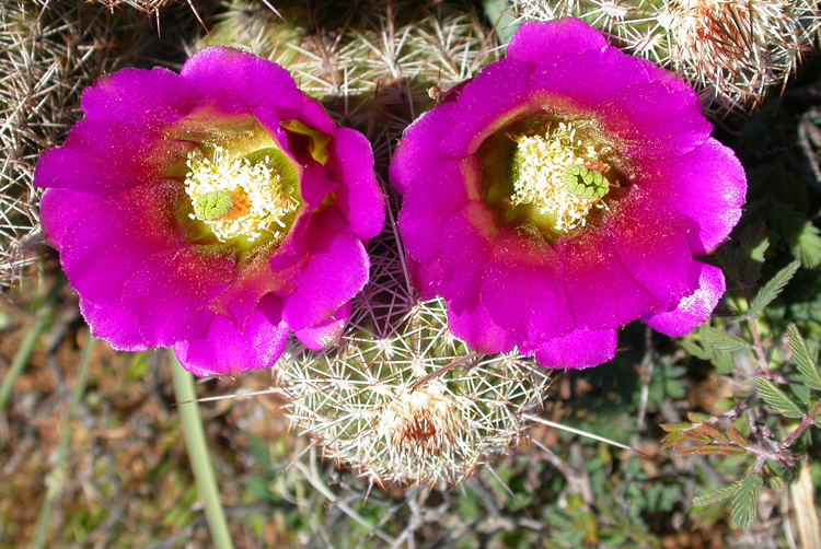 Echinocereus fendleri var. bonkerae