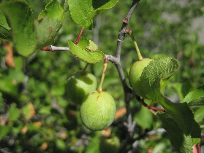 Prunus subcordata var. rubicunda