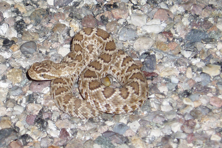 Crotalus scutulatus Crotalus scutulatus