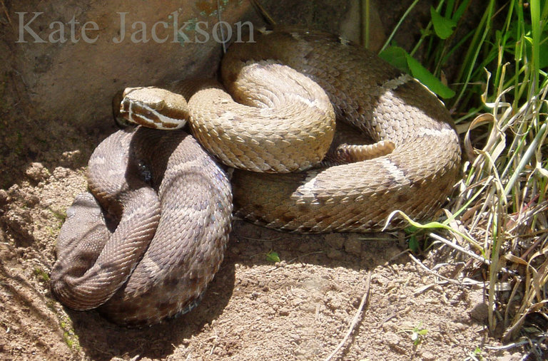 Crotalus willardi