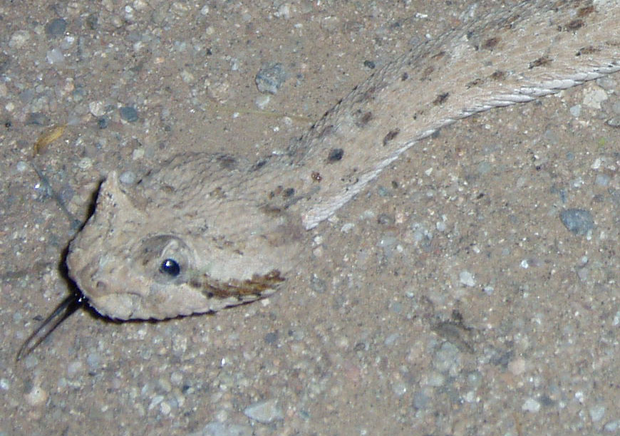 Crotalus cerastes Crotalus cerastes