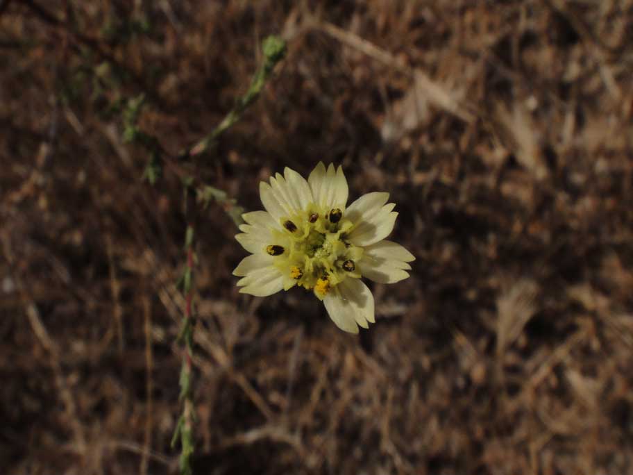 Deinandra paniculata