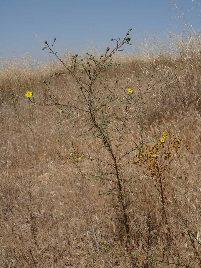 Deinandra paniculata